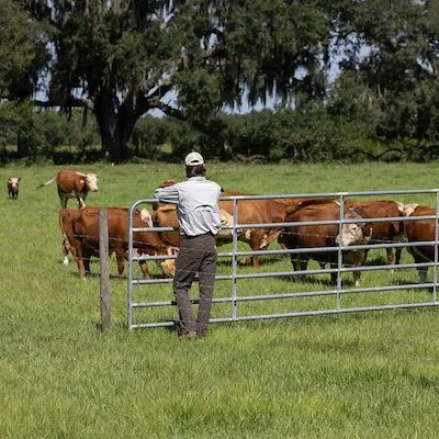 thumbnail for publication: How to Apply for a Greenbelt Agricultural Tax Assessment